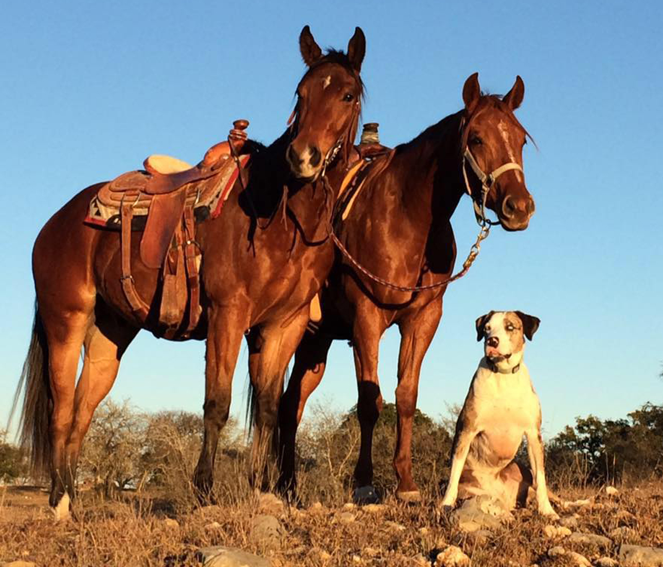 Agape Equine Ranch | Backroads Reservations